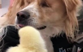 Blind Dog Sniffs Duckling For First Time - Animals - VIDEOTIME.COM