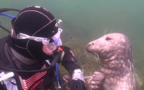 Scuba Diver and Seal Become Best Friends