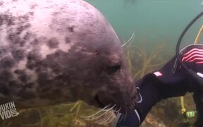 Scuba Diver and Seal Become Best Friends - Animals - VIDEOTIME.COM
