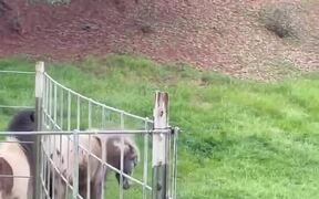 Two Ponies Run Around Pasture