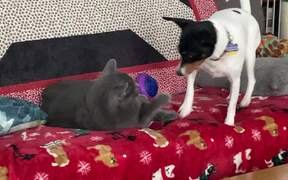 Dog Tries to Play With Cat, Fails Painfully - Animals - VIDEOTIME.COM