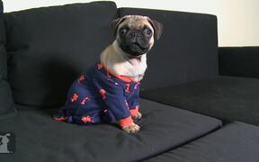 Funniest Pug Puppy Wears Onesie With Footies