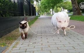 Funny Catwalk - Animals - VIDEOTIME.COM