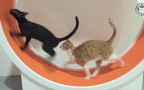 Funny Catwalk - Animals - VIDEOTIME.COM