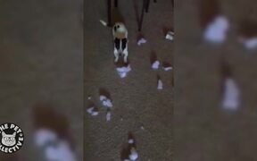 Guilty Dogs Who Are Sorry Not Sorry - Animals - VIDEOTIME.COM