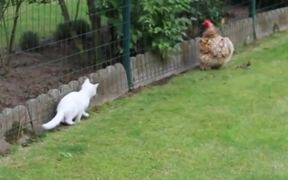 Cat Vs Chicken - Animals - VIDEOTIME.COM