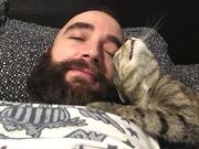 Needy Cats Video Compilation - Animals - Y8.COM