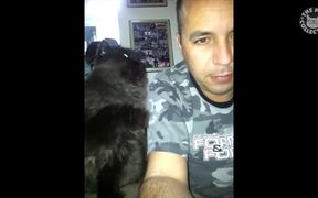 Needy Cats Video Compilation