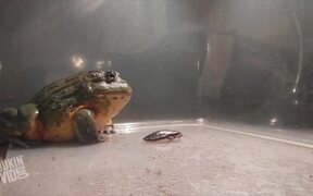 Huge African Bullfrog Eats Everything - Animals - VIDEOTIME.COM