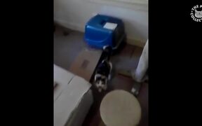 Cats VS Boxes - Animals - VIDEOTIME.COM