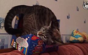 Cats VS Boxes - Animals - VIDEOTIME.COM