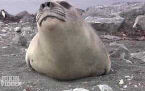 Encounter with Baby Elephant Seal - Animals - VIDEOTIME.COM