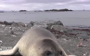 Encounter with Baby Elephant Seal