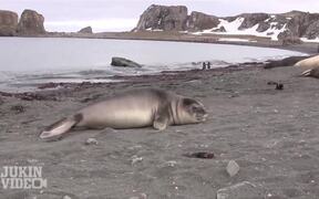 Encounter with Baby Elephant Seal - Animals - VIDEOTIME.COM