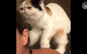 Funny Pets Video Compilation - Animals - VIDEOTIME.COM