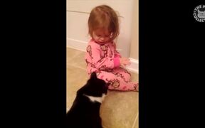 Bad Cats Video Compilation 