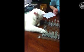Gangsta Cats Video Compilation - Animals - VIDEOTIME.COM