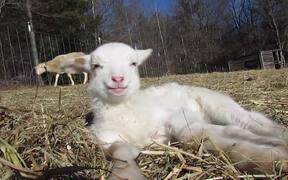 Baby Lamb Tries Sleeping Out in Sun - Animals - VIDEOTIME.COM