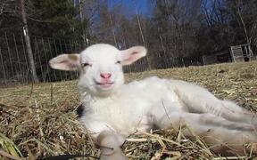 Baby Lamb Tries Sleeping Out in Sun