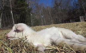 Baby Lamb Tries Sleeping Out in Sun - Animals - VIDEOTIME.COM
