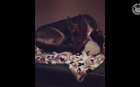 Nice Dogs Video Compilation