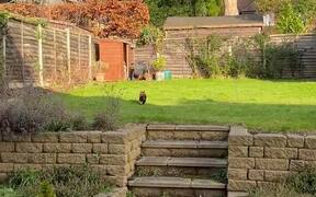 Cat Startled by Fox Sunbathing - Animals - VIDEOTIME.COM