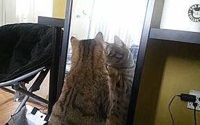 Pets Looking In Mirrors