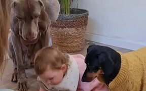 Woman Feeds Dogs Along With Her Baby - Kids - VIDEOTIME.COM