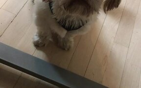 Adorable Shih Tzu Tries to Mimic What Owner Says - Animals - VIDEOTIME.COM