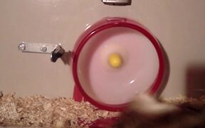 Cutest Animal Compilation - Animals - VIDEOTIME.COM
