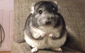 Cutest Animal Compilation - Animals - VIDEOTIME.COM