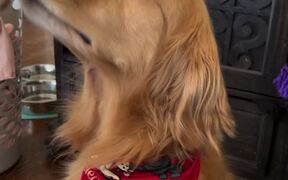 Dog Stands On Hind Legs To Eat Their Pup Cup - Animals - VIDEOTIME.COM