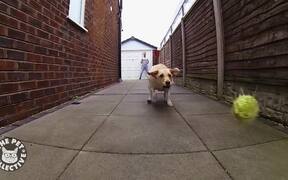 Goofy Dogs Compilation - Animals - VIDEOTIME.COM