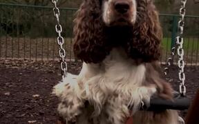 Adorable Dog Sits on Swing in Kids Playground - Animals - VIDEOTIME.COM