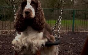 Adorable Dog Sits on Swing in Kids Playground - Animals - VIDEOTIME.COM