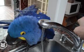 Epic Pet Baths - Animals - VIDEOTIME.COM