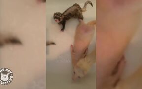 Epic Pet Baths