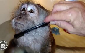 Epic Pet Baths - Animals - VIDEOTIME.COM