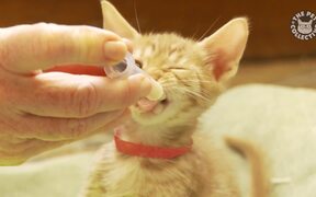 Cute Kittens Video Compilation