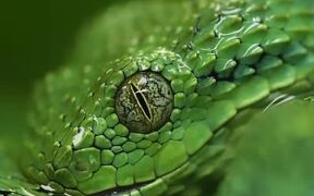 Snake Drinks Water From Rain Droplets