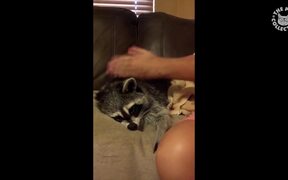 Millennial Pets - Animals - VIDEOTIME.COM