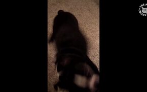 Dancing Pets - Animals - VIDEOTIME.COM