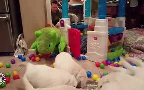 Hyper Golden Pups Splashing in Ball Pit - Animals - VIDEOTIME.COM