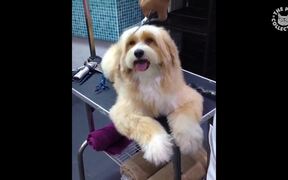 Crazy Spa Pets - Animals - VIDEOTIME.COM