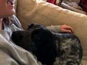 Clingy Dog Refuses to Stop Cuddling Caretaker