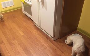 Dog Hates to Eat Alone - Animals - VIDEOTIME.COM