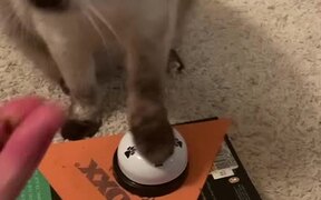 Cat Rings Bell to Get Treats From Owner - Animals - VIDEOTIME.COM