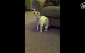 Hump Day Dogs Compilation - Animals - VIDEOTIME.COM