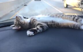Funny Kooky Cats - Animals - VIDEOTIME.COM
