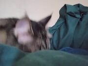 Cat Attempts to Wake Up Owner in Bed - Animals - Y8.COM